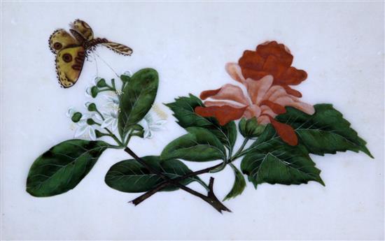 A pair of Chinese pith paintings of butterflies and flowers, first half 19th century, 18 x 26cm, framed and glazed